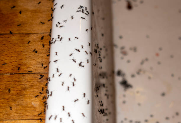 Best Pest Removal Services  in Clinton, AR