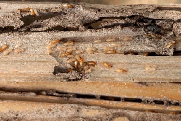 Best Pest Inspection Near Me  in Clinton, AR