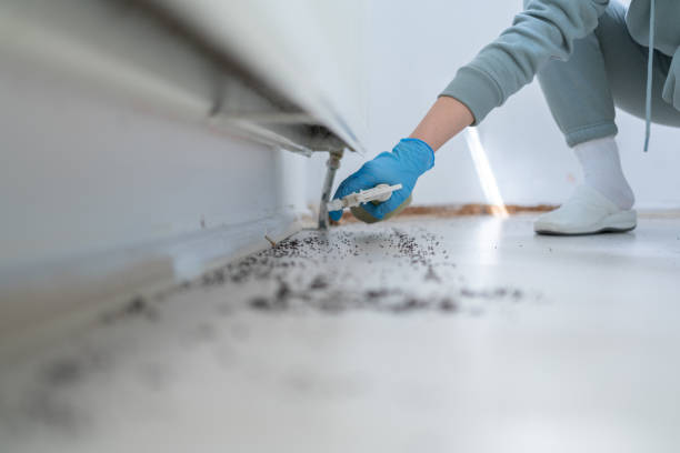 Best Bed Bug Extermination  in Clinton, AR